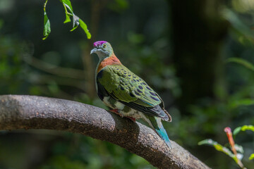 Profile view of a male superb fruit-dove, Ptilinopus superbus, also known as purple-crowned fruit-dove, beautifully multi colored, perched on a tree branch, looking at the camera.. 