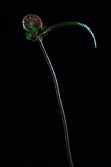 ゼンマイ(黒背景)