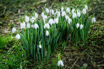 Obraz premium Beautiful snowdrop flowers (Galanthus nivalis) at spring