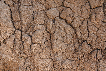 Cracked dry texture of brown soil, dehydrated soil, with dried plant remains. Seamless ground background, with evenly distributed cracks