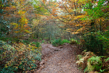 Autumn forest of contrasting reds, greens, oranges and greens