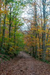 Autumn forest of contrasting reds, greens, oranges and greens