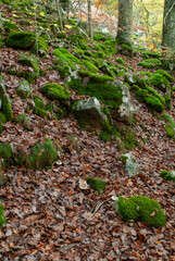 Autumn forest of contrasting reds, greens, oranges and greens