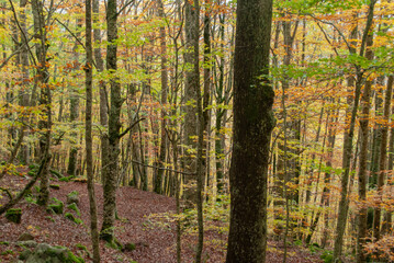 Autumn forest of contrasting reds, greens, oranges and greens