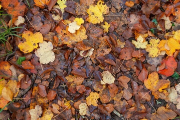 Autumn forest of contrasting reds, greens, oranges and greens