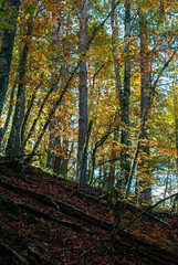 Fototapeta premium Autumn forest of contrasting reds, greens, oranges and greens
