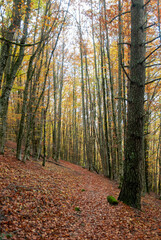 Obraz premium Autumn forest of contrasting reds, greens, oranges and greens