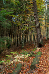 Autumn forest of contrasting reds, greens, oranges and greens