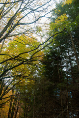 Autumn forest of contrasting reds, greens, oranges and greens