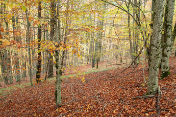 Obraz premium Autumn forest of contrasting reds, greens, oranges and greens
