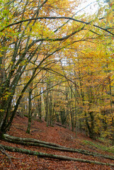 Autumn forest of contrasting reds, greens, oranges and greens