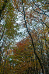 Fototapeta premium Autumn forest of contrasting reds, greens, oranges and greens