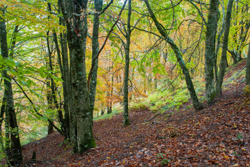 Autumn forest of contrasting reds, greens, oranges and greens