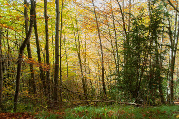 Obraz premium Autumn forest of contrasting reds, greens, oranges and greens