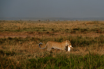 Leopard bringing home dinner