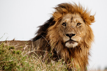 The Regal King