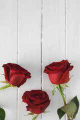 Red roses on a white wooden background