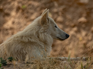 Fototapeta premium White wolf resting in a natural park in France, wildlife animal 