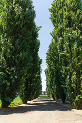 Trees in front of an Italian villa during the summer