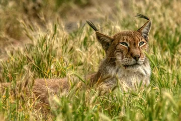 Gordijnen Lynx resting in a natural park in France wildlife animal © Cristi