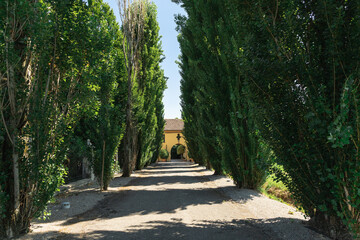 Trees in front of an Italian villa during the summer