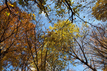 deciduous trees during leaf fall in autumn