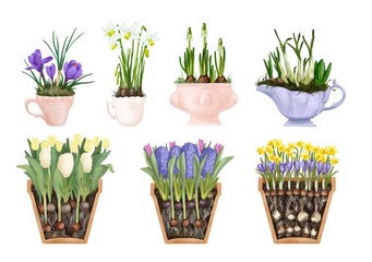A set of flowers in pots. The first flowers, primroses. Tulip, narcissus, lily of the valley. Hyacinth, muscari, snowdrop. Watercolor drawing, pastel colors
