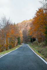 Obraz premium Road through mountains with forests in contrasting red and green autumn colors