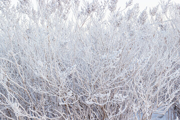 Bare tree branches in hoarfrost and white snow on a winter day. Natural pure background