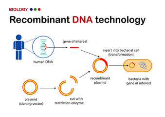Biological diagram explain concept of recombinant DNA production from human gene in plasmid or cloning vector for genetic engineering of microorganism