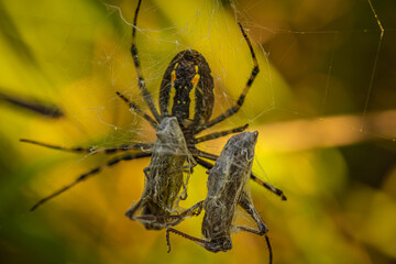 Eine Spinne mit zwei Heuschrecken als Beute in ihrem Netz!