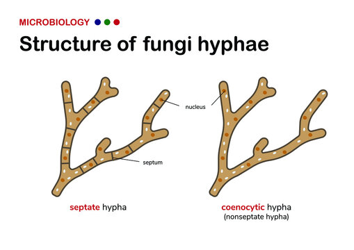 microbiology illustration show different structure of fungi hypha (hyphae) comparison between septate and aseptate (coenocytic) hypha 