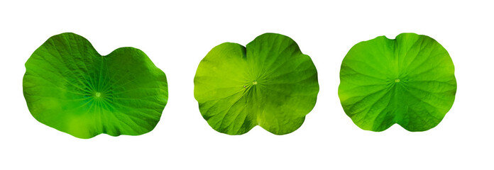 Isolated waterlily with clipping path on white background