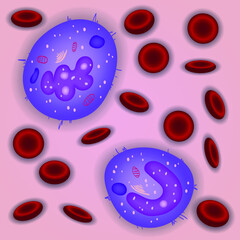 Fototapeta Innate immune system: monocytes cells in blood, vector illustration obraz
