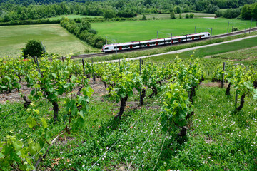 Cave de Geneve - wine region, train crossing vineyards, end of May, Russin, Geneva, canton Geneva,...