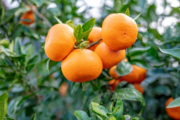 
There are  tangerines hanging from the tangerine tree.