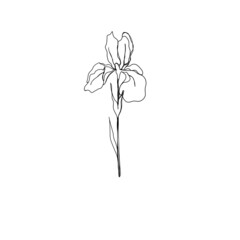 line art drawing of flowers. set line art flower iris. minimalism sketch, idea for invitation, design of instagram stories and highlights icons
