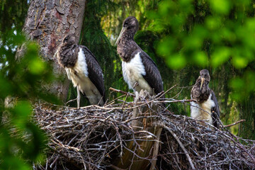 The black stork is a large bird in the stork family Ciconiidae