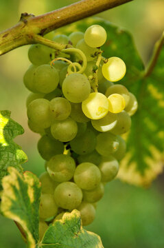 Chardonnay white wine grapes, Europe, Switzerland, Romandy, canton Vaud, La Côte wine region, Morges district, Fechy, vineyards in autumn, September