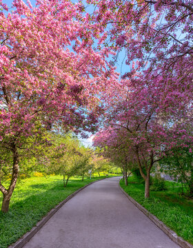 Blooming wild cherry trees in the city park