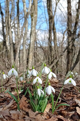 Snowdrops