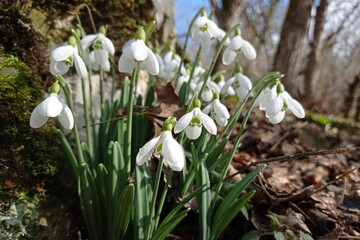 Snowdrops