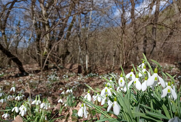 Snowdrops