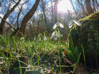 Snowdrops