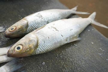 Freshwater fish are sold in the market. One example is milkfish and mullet. This fish has many spines but the taste of the meat is delicious and tender. This fish does not smell fishy like sea fish.