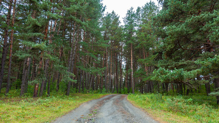 Dirt road leads through the forest among many pines and other trees
