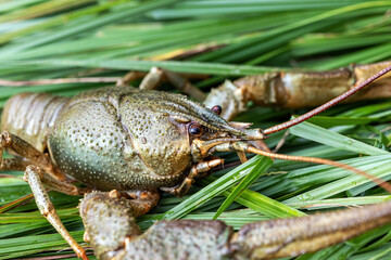 European crayfish (Astacus astacus (Linnaeus, 1758) on the grass by the lake