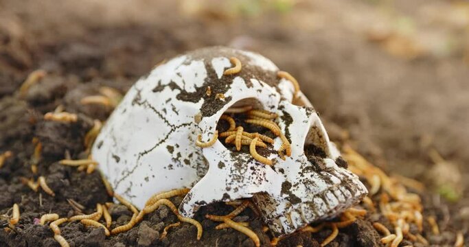 Maggots crawling in dead skull