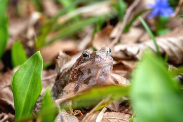 Common frog (rana temporaria) in the sunny flowering spring forest, animals in the wild nature, natural outdoor background