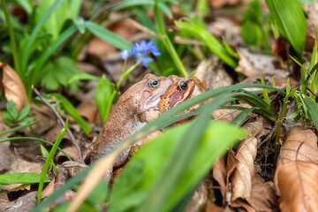 Pair of Common frogs (rana temporaria) in the sunny flowering spring forest during the breeding season, animals in the wild nature, natural outdoor background